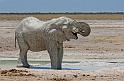 242 Etosha NP, olifant